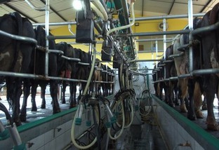 Brasil aumenta mais de 4 vezes a produção leiteira em meio século, mas ainda há desafios