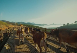 Vacas A2A2: o segredo do leite de qualidade e saúde nas fazendas brasileiras