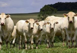 Monta natural: qual o melhor touro para vacas Braford ou Canchim?
