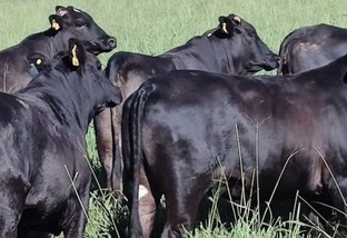 Pecuária na Bahia cresce 20% e confinamento 66%. Carne premium é o grande motivo