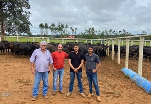 Boi castrado: pecuarista de Rondônia comemora ao fazer 1º abate de gado premium