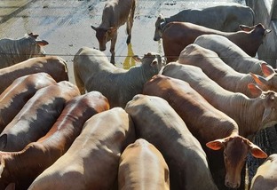 Novos tempos para a pecuária baiana com a chegada de protocolo de carne premium