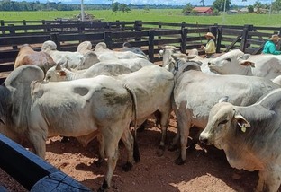 Boiada pesada é destaque em abate no interior de Rondônia