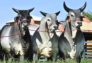 Touro Gurezá: quais vacas de dupla aptidão vão bem com o reprodutor?