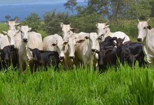 Estas 7 dicas vão elevar a sua produção de gado em 7 vezes. Confira