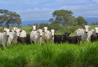 Cota Hilton: Brasil exporta apenas 30% de carne bovina para Europa