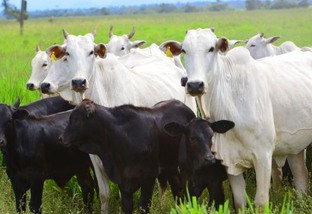 Vaca bem suplementada gera bezerro que ganha até 200 gramas de GMD a mais no confinamento