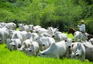 Brasil possui o maior rebanho bovino do mundo, segundo a FAO