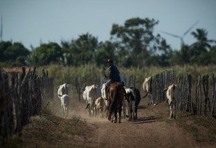 Bicheira ainda é um grande desafio na pecuária brasileira. Saiba como se livrar desse mal