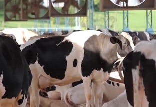 Vacas Holandesas, Jersey e Normando: quais os cruzamentos para bezerros de corte