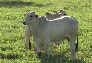 É na recria onde está o segredo de um dos maiores confinamentos de bovinos do País