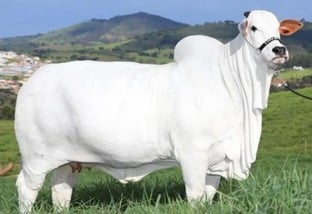 Vaca brasileira da raça Nelore é uma das mais caras do mundo