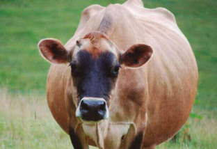 Vaca obesa: por que esse tipo de animal é muito ruim para a fazenda