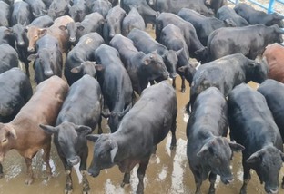 Pecuaristas surpreendem com matéria-prima de gado de 1ª qualidade em GO