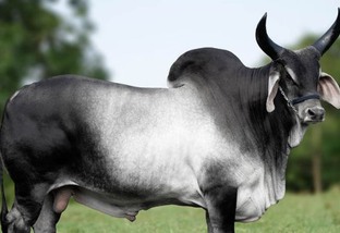 Touro Guzerá Leiteiro ou Guzolando: qual produzirá boas vacas leiteiras?