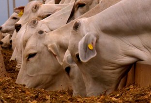 Como os probióticos turbinam a alimentação do gado na seca