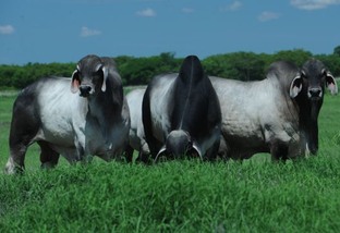 Vaca holandesa e touro Guzerá: resultado de cruzamento pode predominar o zebu?