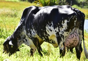 Cetose bovina: o que é, quais as causas e como tratar