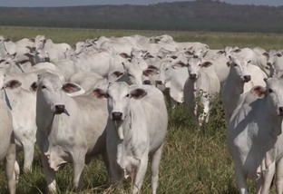 Vacas tricross Brahman, Angus, Nelore: qual o touro ideal para as fêmeas?
