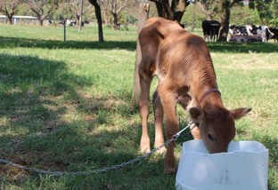 Bezerro leiteiro: qual a quantidade de ração adequada durante a cria?