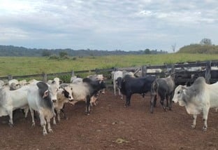 Escritório Verde ajuda desbloquear fazenda que hoje já vende gado gordo