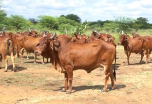 Conheça a genética do gado Sindi mantida intacta há 71 anos pela Embrapa