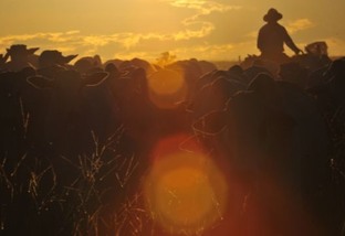 Conheça as estratégias que não deixam o gado “afinar” na seca