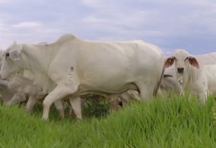 Nelore e Tabapuã: cruzamento é capaz de turbinar a produção de carne na fazenda?