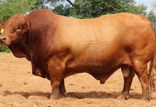 Beefmaster: conheça as vantagens do bovino que reúne a genética de três raças