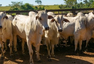 Pecuaristas de MT dão exemplo com produção de gado em região Amazônica