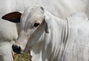 Castração do boi: confira as dicas para não errar o procedimento na fazenda