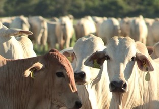 Difteria bovina: a ameaça silenciosa que assola a bovinocultura brasileira