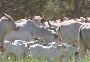 Novo protocolo da Embrapa potencializa precocidade reprodutiva em bovinos de corte
