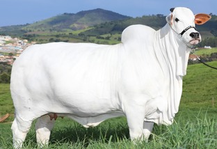 Conheça Viatina-19, o bovino mais caro do mundo de US$ 4,4 milhões