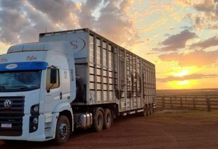 Caminhões boiadeiros se adaptam para receber animais mais jovens e pesados