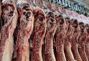 Ciência comprova: boi castrado possui carne melhor que de boi inteiro