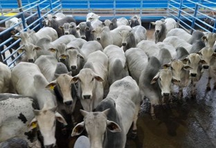 Boitel é estratégia de pecuaristas para fazer gado ultrapassar 22@ em SP