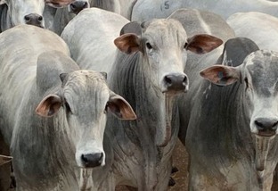 Boiada sã e salva na seca: saiba as principais dicas para manter a saúde do gado