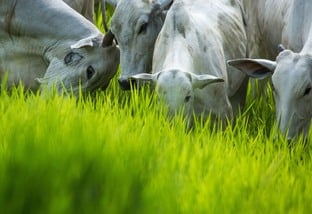 Pasto: mitos e verdades sobre a comida mais barata que há para o gado