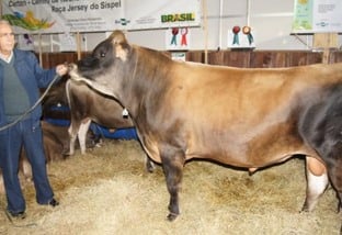 Touro ou vaca: qual dos dois tem mais peso para a genética leiteira do rebanho?
