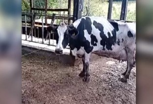 Vaca leiteira está urinando sangue e contraiu mastite. Saiba como tratar