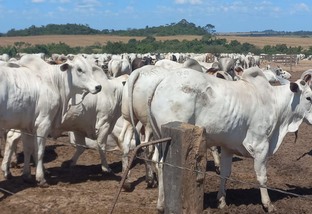 Produtor de Mato Grosso mostra gadão e estrutura para 5 mil bois no cocho