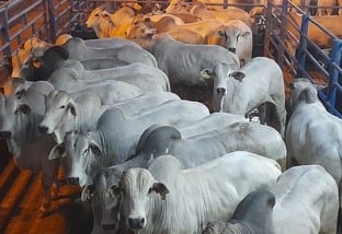 Gadão de sobreano “tipo exportação” é exemplo da evolução da pecuária no País