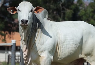 Nelore: a “raça mãe” da pecuária bovina do Brasil