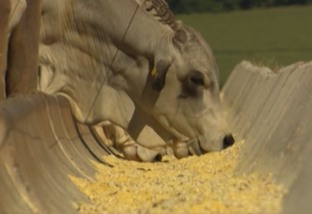 Suplementação a pasto com fubá de milho pode prejudicar o rúmen do gado?