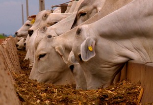 Ciência quer entender melhor o que acontece no rúmen bovino