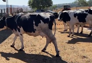 Vaca holandesa: qual a melhor opção de cruzamento em Mato Grosso?