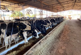 Compost barn revoluciona produção e bem-estar animal em fazenda de Goiás