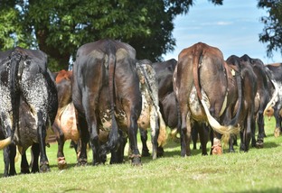 Vaca leiteira: oferta de palha desequilibra a nutrição do animal?
