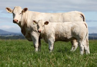 Charolês: bovino secular produz carne reconhecida mundialmente